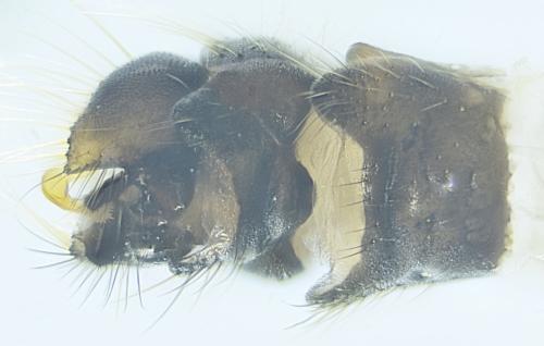 Empis nuntia